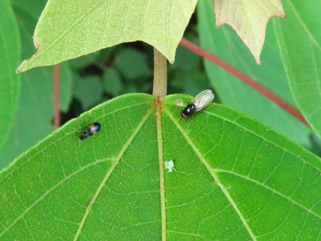 a0018655_09091220.jpg