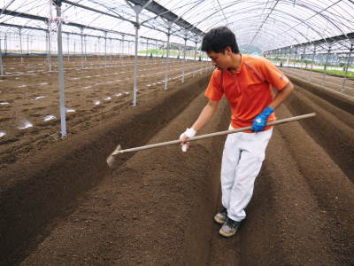 熊本いちご『熊紅』 定植用の畝立ての様子を現地取材(後編)_a0254656_17065135.jpg