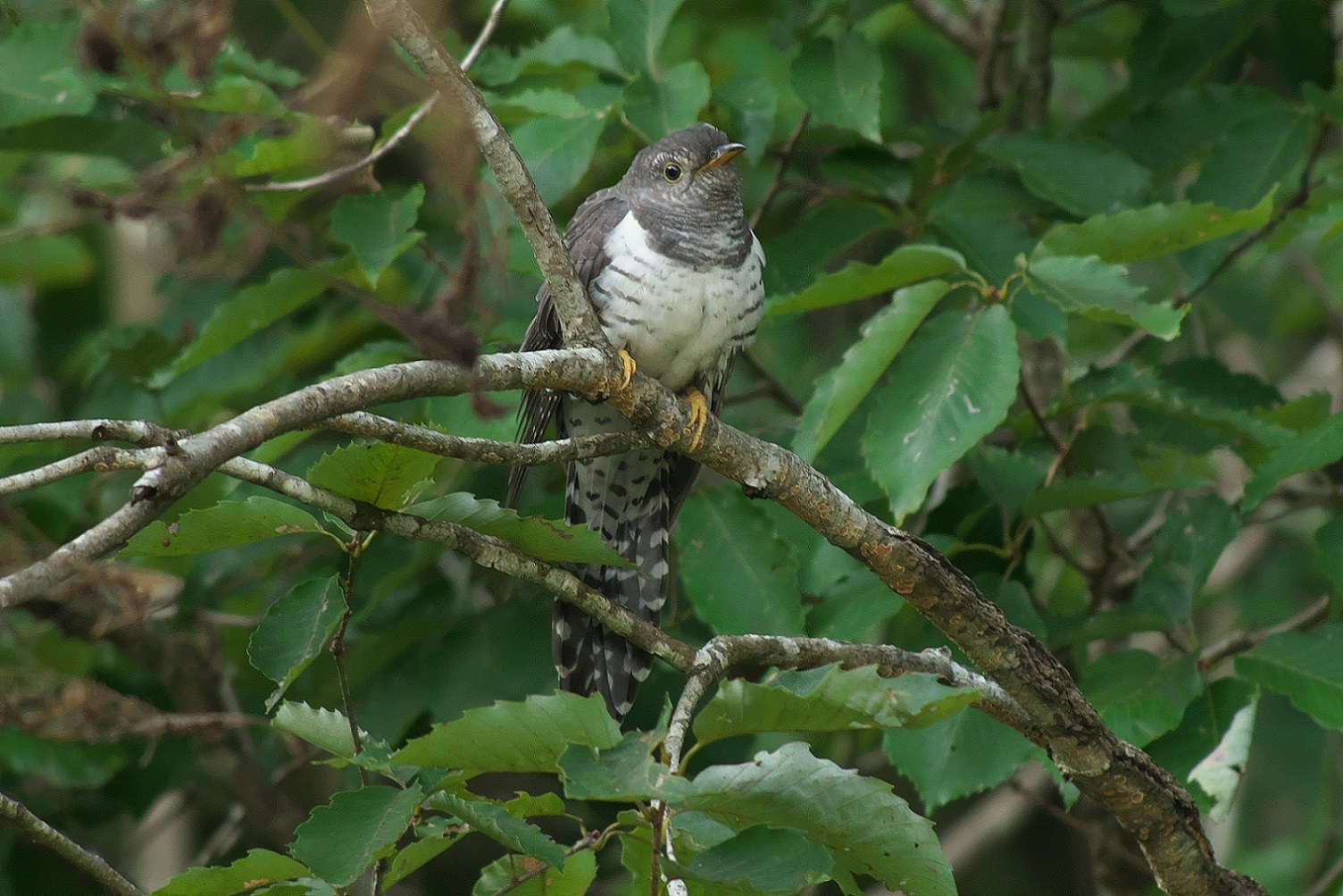 ツツドリの若鳥　Part2_c0383758_20002661.jpg