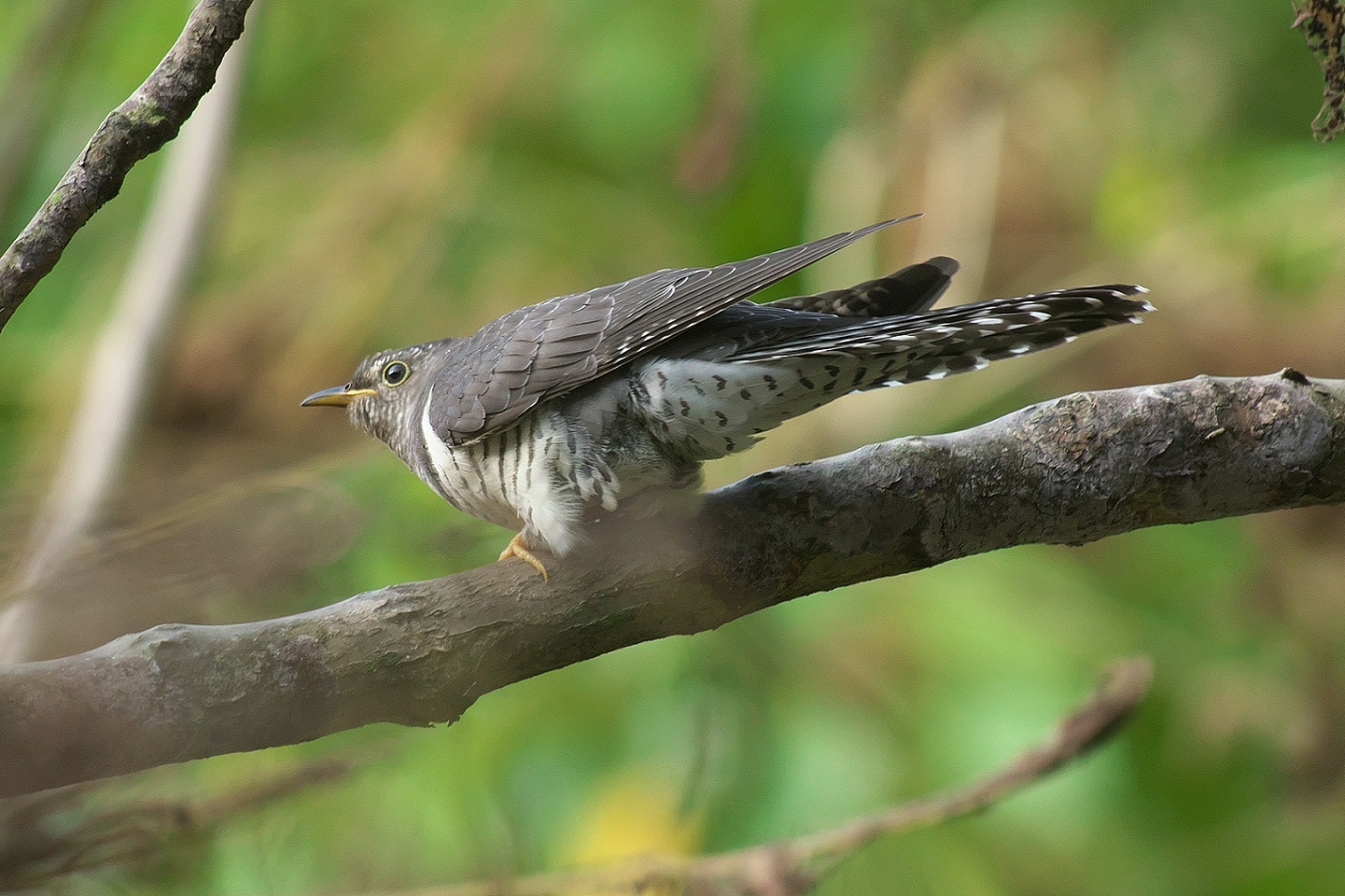 ツツドリの若鳥　Part2_c0383758_20004252.jpg