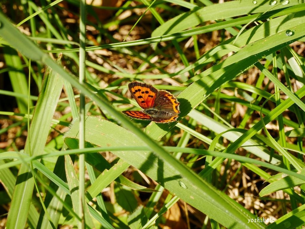 e0367158_13560692.jpg