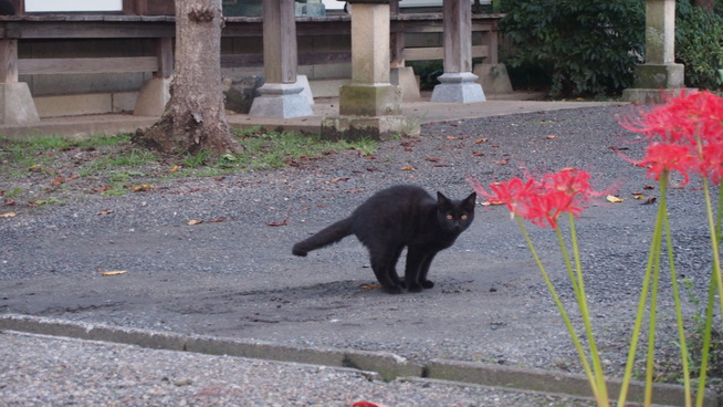 福島で暁、秋に出会いましたっ。_f0043559_98573.jpg