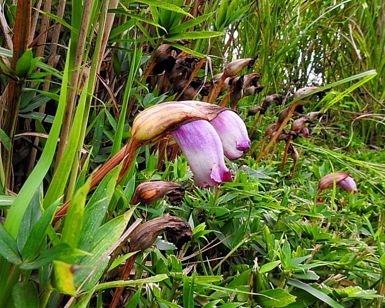 c0305565_17365531.jpg