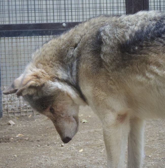 9月22日の円山動物園のシンリンオオカミ・アムールトラ・など_b0014576_17505204.jpg