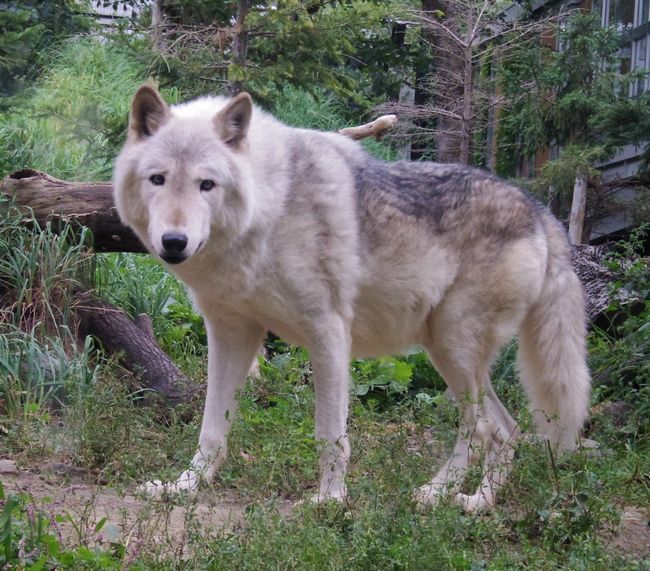 9月22日の円山動物園のシンリンオオカミ・アムールトラ・など_b0014576_17510272.jpg