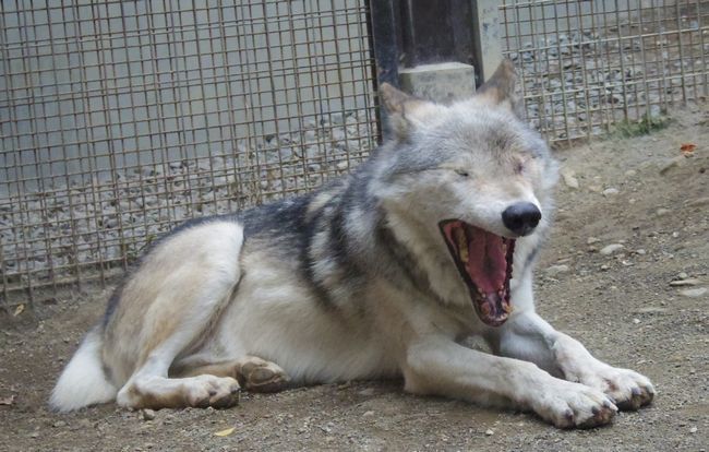 9月22日の円山動物園のシンリンオオカミ・アムールトラ・など_b0014576_17510662.jpg