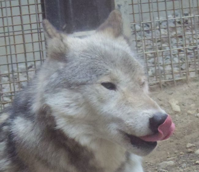 9月22日の円山動物園のシンリンオオカミ・アムールトラ・など_b0014576_17511254.jpg