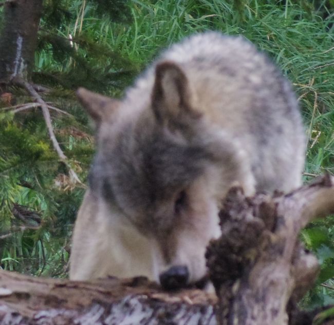 9月22日の円山動物園のシンリンオオカミ・アムールトラ・など_b0014576_17511582.jpg