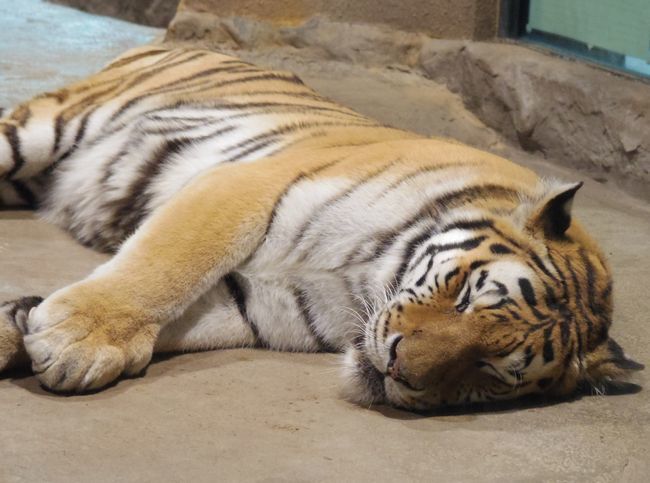 9月22日の円山動物園のシンリンオオカミ・アムールトラ・など_b0014576_17543038.jpg