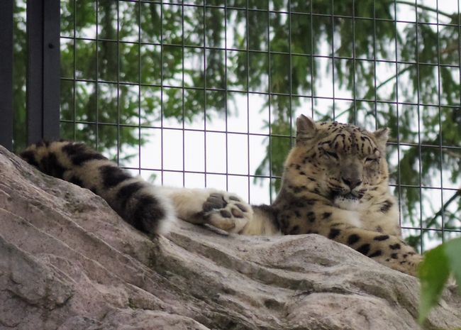 9月22日の円山動物園のシンリンオオカミ・アムールトラ・など_b0014576_17543635.jpg