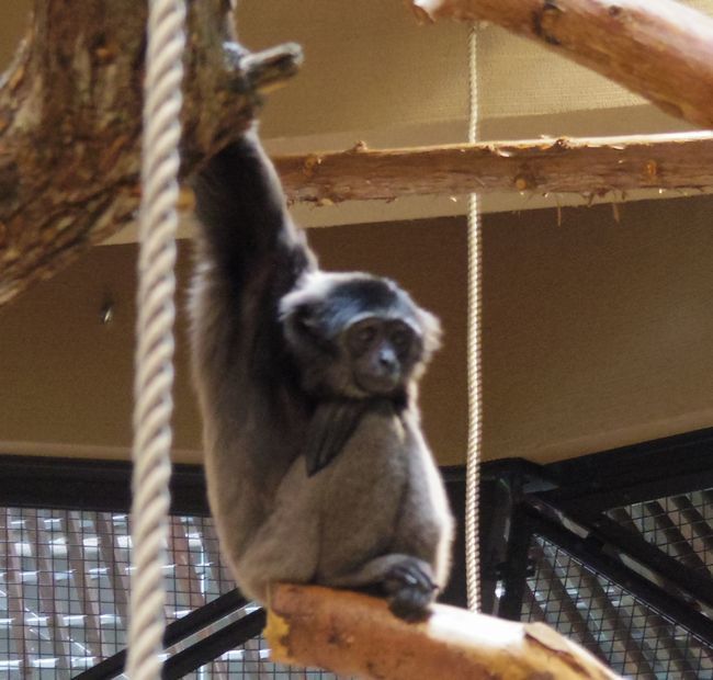 9月22日の円山動物園のシンリンオオカミ・アムールトラ・など_b0014576_17544929.jpg