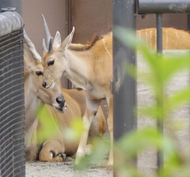 9月22日の円山動物園のシンリンオオカミ・アムールトラ・など_b0014576_17545394.jpg