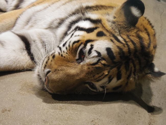 9月22日の円山動物園のシンリンオオカミ・アムールトラ・など_b0014576_17545736.jpg