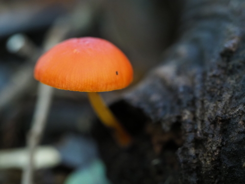 植物園のキノコとチョウ_f0348480_15350376.jpg