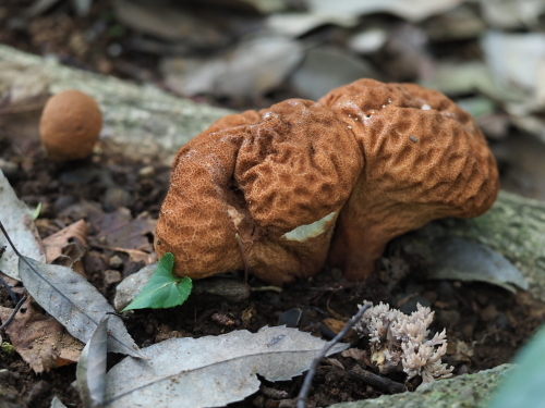 植物園のキノコとチョウ_f0348480_15412081.jpg