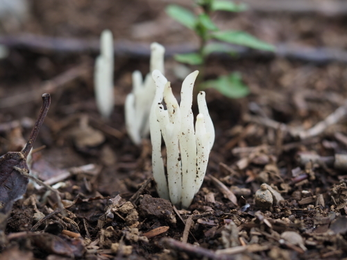 植物園のキノコとチョウ_f0348480_15425689.jpg