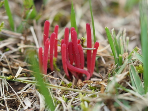 植物園のキノコとチョウ_f0348480_15434751.jpg