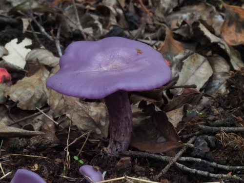 植物園のキノコとチョウ_f0348480_15451503.jpg