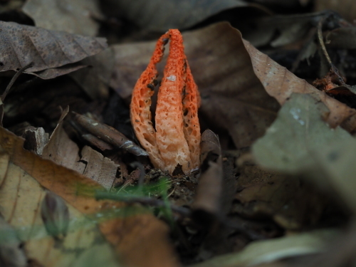 植物園のキノコとチョウ_f0348480_15465512.jpg