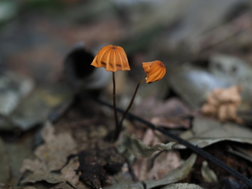 植物園のキノコとチョウ_f0348480_15480706.jpg