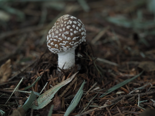 植物園のキノコとチョウ_f0348480_15492182.jpg