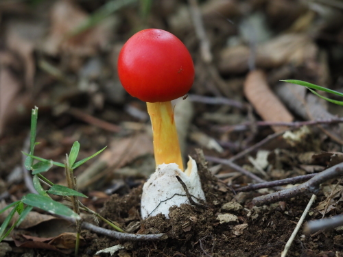 植物園のキノコとチョウ_f0348480_15512136.jpg