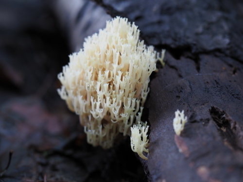 植物園のキノコとチョウ_f0348480_15553674.jpg