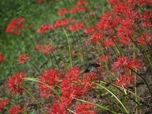 f0348480_15574067.jpg