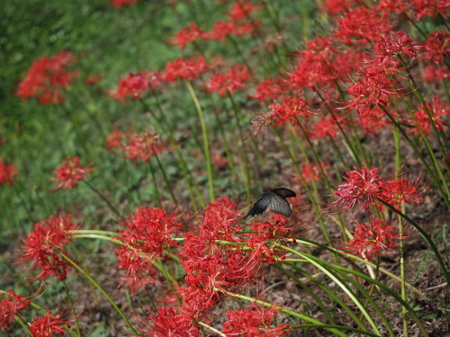 植物園のキノコとチョウ_f0348480_15574067.jpg