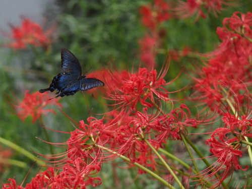 植物園のキノコとチョウ_f0348480_16104459.jpg