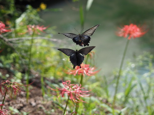 植物園のキノコとチョウ_f0348480_16113066.jpg