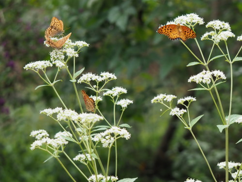 植物園のキノコとチョウ_f0348480_16180840.jpg