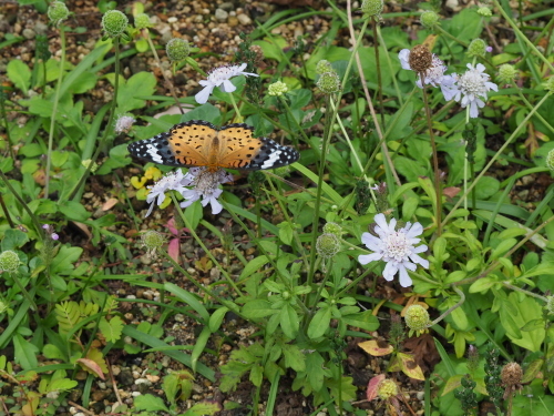 f0348480_16202971.jpg