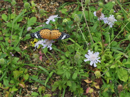 植物園のキノコとチョウ_f0348480_16202971.jpg