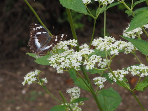 植物園のキノコとチョウ_f0348480_16213312.jpg