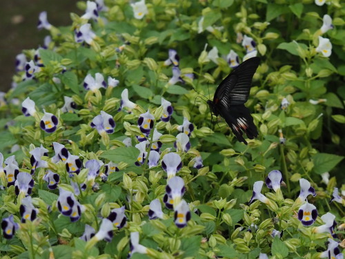 植物園のキノコとチョウ_f0348480_16244824.jpg