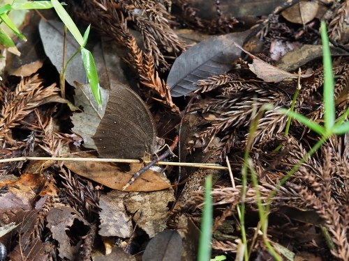 植物園のキノコとチョウ_f0348480_16262243.jpg