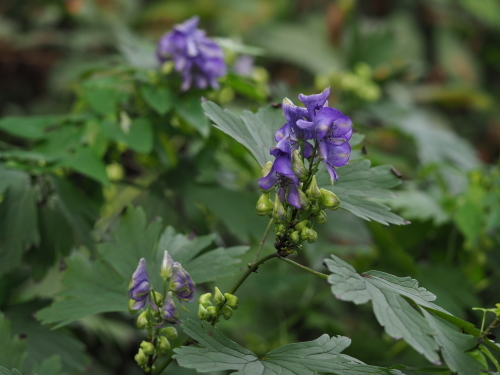 植物園のキノコとチョウ_f0348480_16291044.jpg