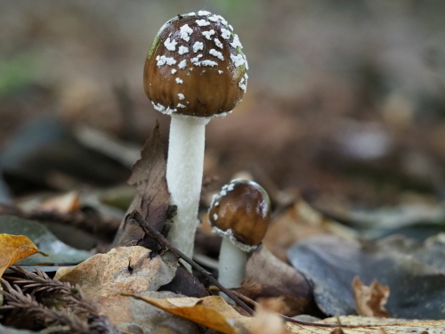 植物園のキノコとチョウ_f0348480_16423963.jpg