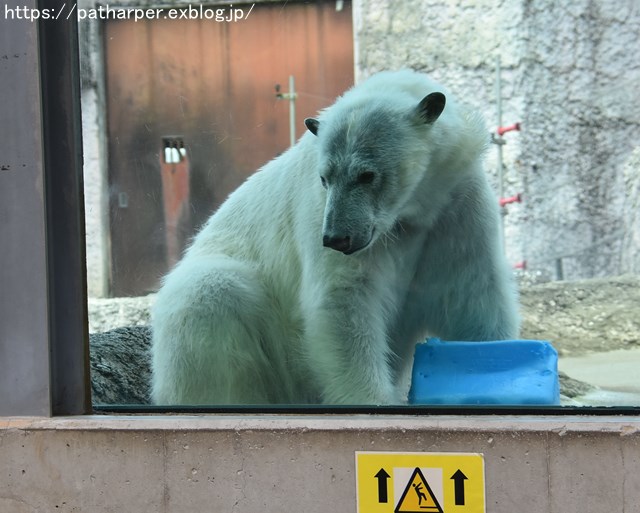 2018年8月 とくしま動物園 その2_a0052986_19133123.jpg