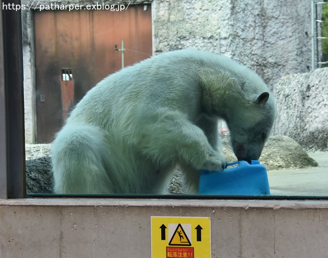 2018年8月 とくしま動物園 その2_a0052986_19134412.jpg