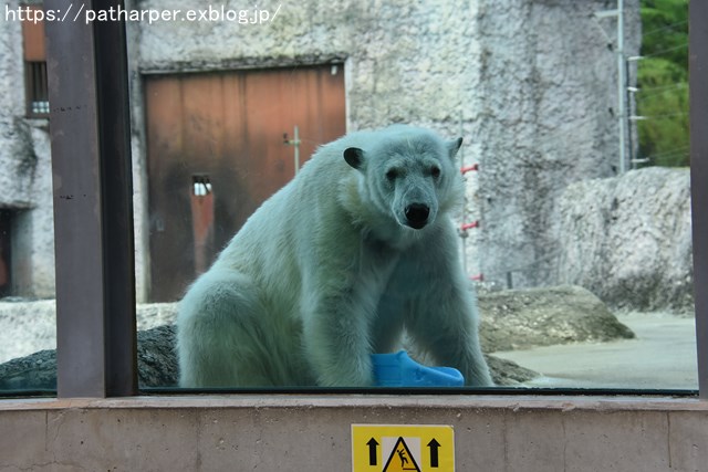 2018年8月 とくしま動物園 その2_a0052986_19142523.jpg