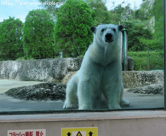 2018年8月 とくしま動物園 その2_a0052986_19153634.jpg