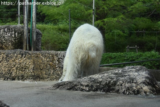 2018年8月 とくしま動物園 その2_a0052986_19174613.jpg