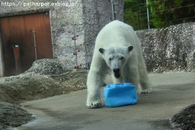2018年8月 とくしま動物園 その2_a0052986_19182626.jpg