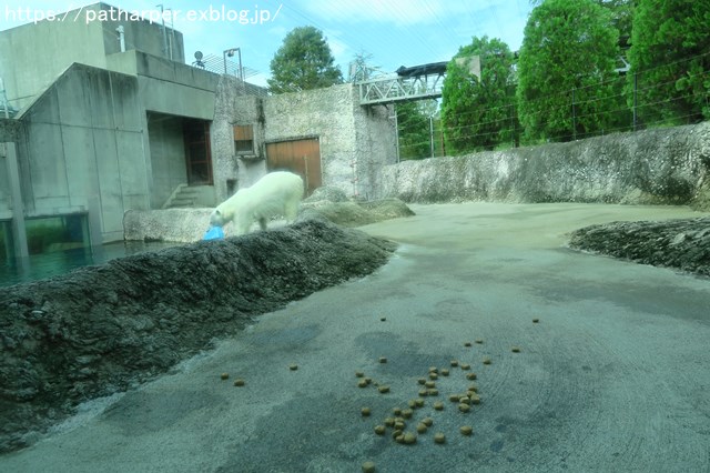 2018年8月 とくしま動物園 その2_a0052986_19184588.jpg