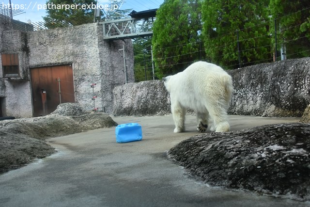 2018年8月 とくしま動物園 その2_a0052986_1918812.jpg