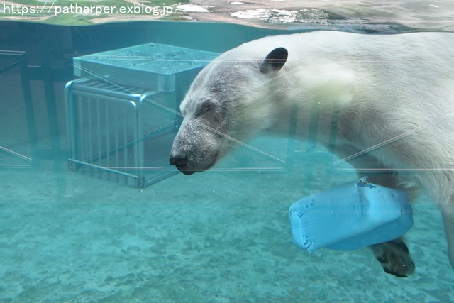 2018年8月 とくしま動物園 その2_a0052986_19244016.jpg