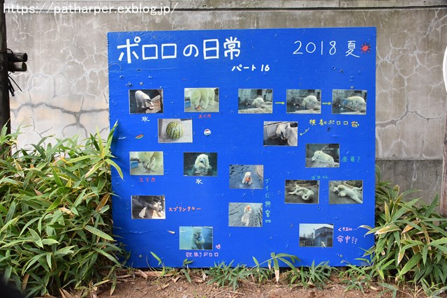 2018年8月 とくしま動物園 その2_a0052986_19245544.jpg
