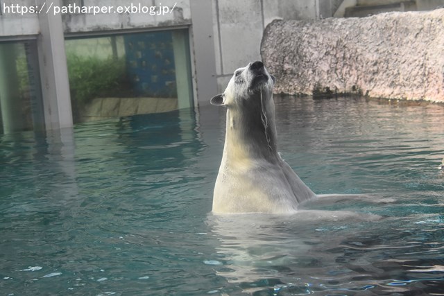 2018年8月 とくしま動物園 その2_a0052986_19262759.jpg